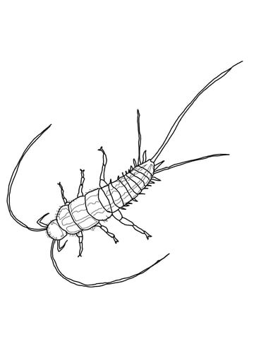 Silverfish Or Fishmoth Coloring Page